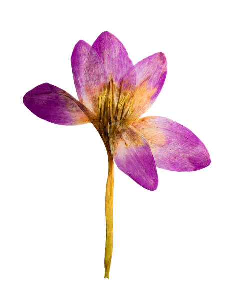 istock Pressed and dried flower colchicum, isolated 683629324