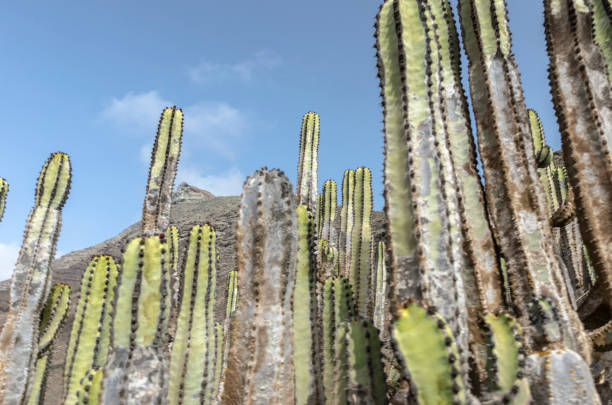 istock Cactus and mountain behind on Cofete beach. 683631700