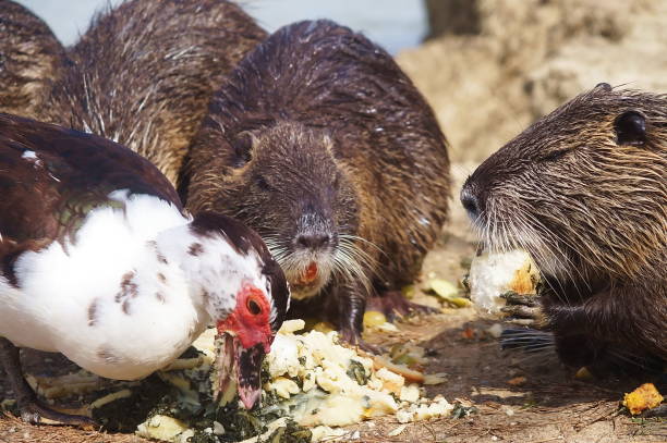 istock Otters and muscovy duck in Serravalle Park, Empoli 683631922