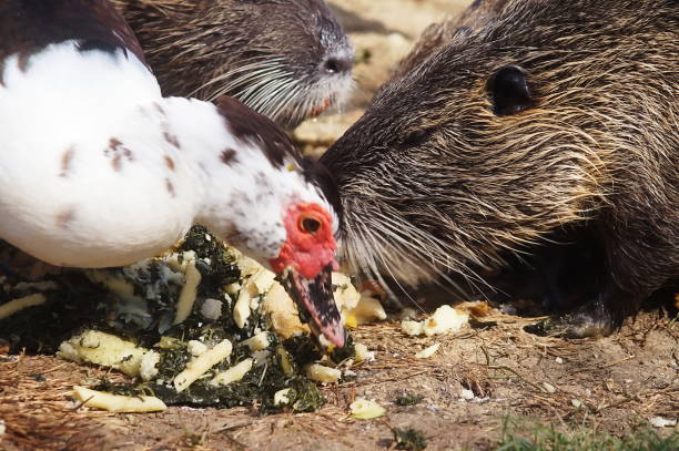 istock Otters and muscovy duck in Serravalle Park, Empoli 683632640