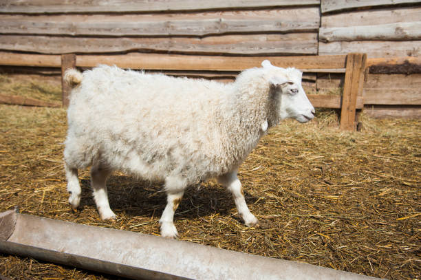 istock Animals on a rural farm 683633308