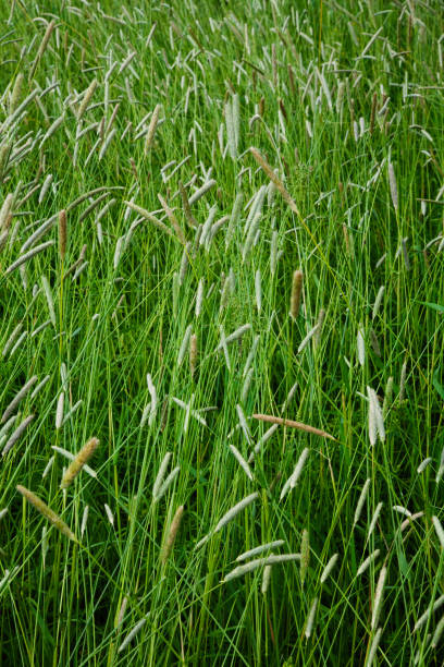 fond vert avec de l’herbe de l’inflorescence : timothy - grass tall timothy grass field photos et images de collection