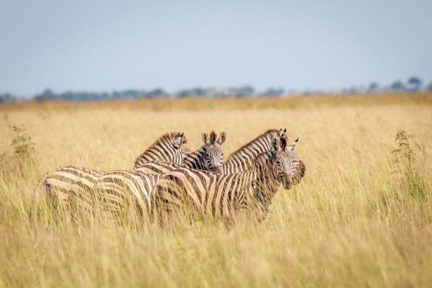 istock Group of Zebras standing in high grass. 683638146