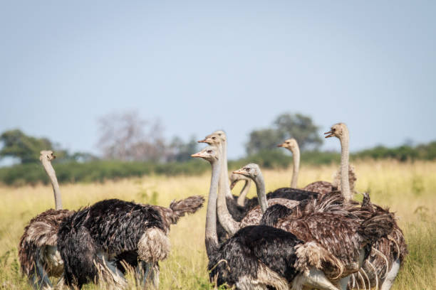 istock Group of Ostriches standing in high grass. 683638288