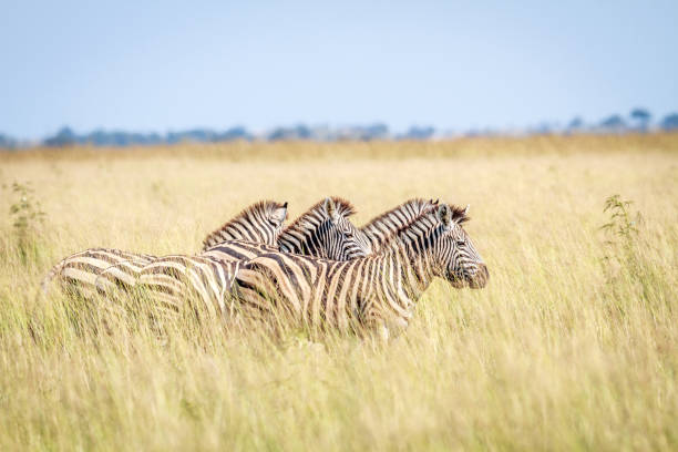 istock Group of Zebras standing in high grass. 683638312