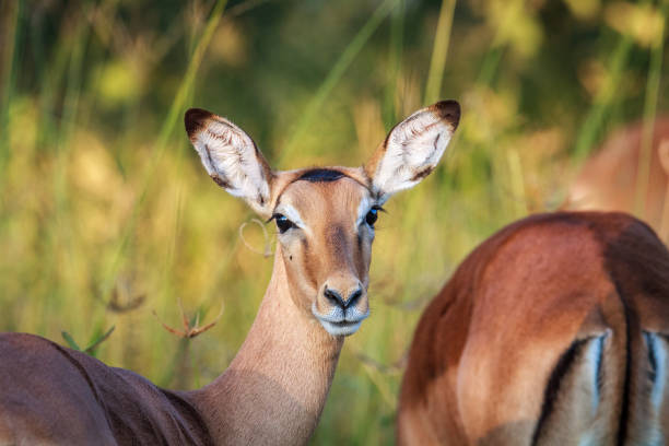 istock Impala starring at the camera in Chobe. 683638446