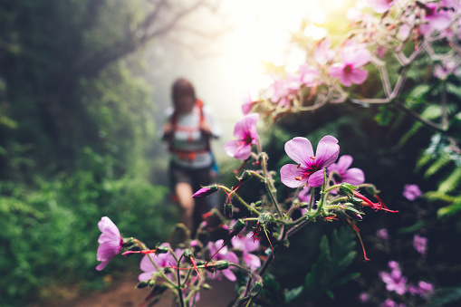 Defocused hiker walking through the foggy forest on Madeira Island (Levada do Caldeirão Verde). Beautiful pink wildflowers in the foreground.