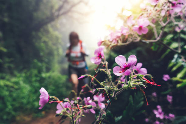 Hiking Path On Madeira Island - fotografia de stock