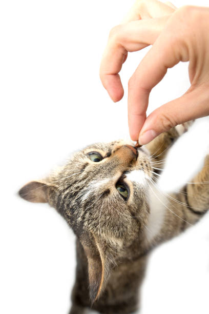 istock Man is feeding with a cat's hand on a white background 683638854