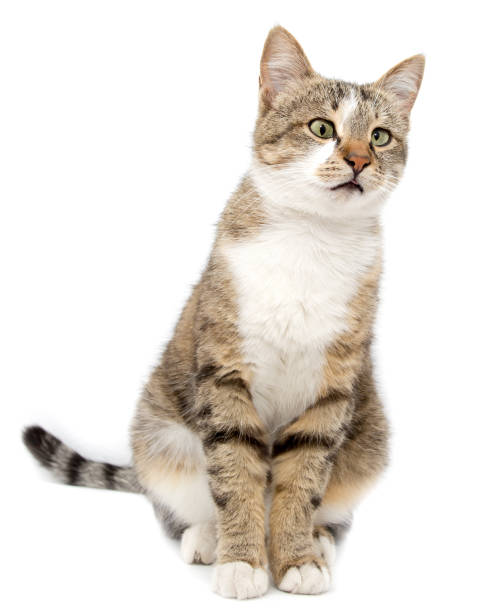 istock Portrait of a cat on a white background 683639304