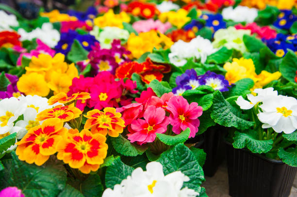 istock Garden greenhouse. Agribusiness 683639566