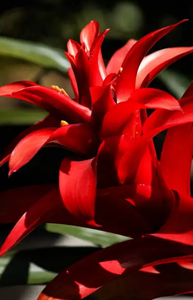 Photo of Biodiversity: Simple Red Bromeliad (Bromeliaceae) Detail