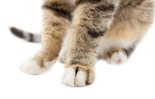 istock Paws of a cat on a white background 683639958