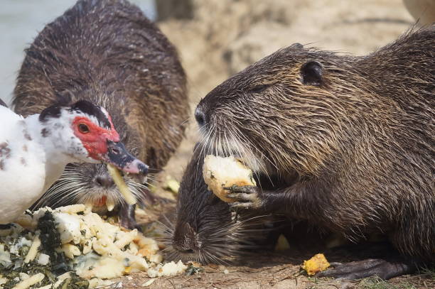 istock Otters and muscovy duck in Serravalle Park, Empoli 683642476
