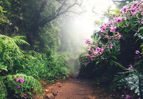 Footpath in a foggy tropical forest with beautiful pink wildflowers (Levada do Caldeirão Verde, Madeira).