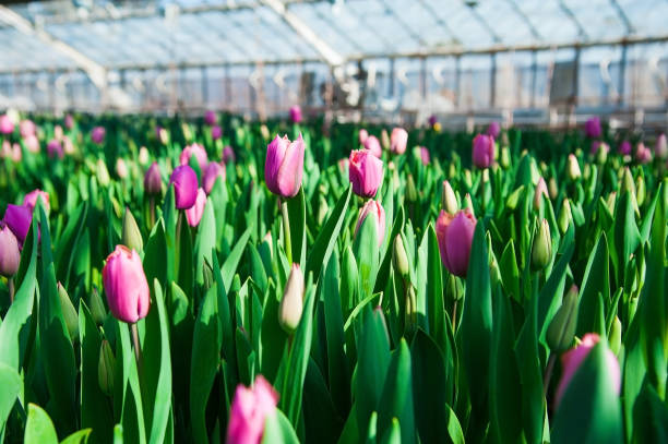 istock Spring scene of tulip field 683642754