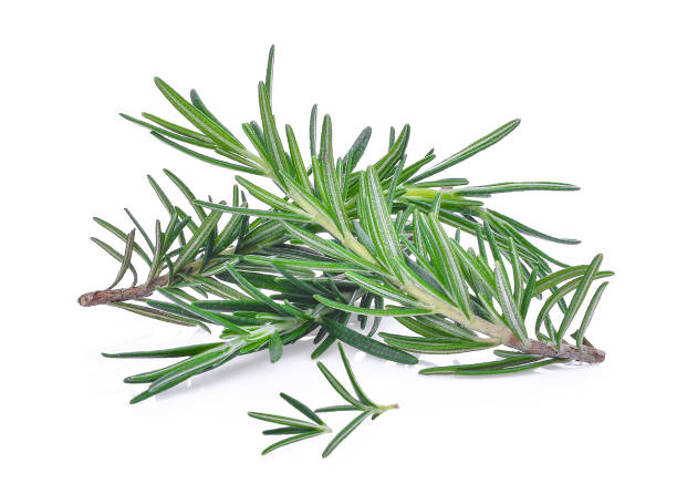 istock rosemary isolated on white bacground 683643356