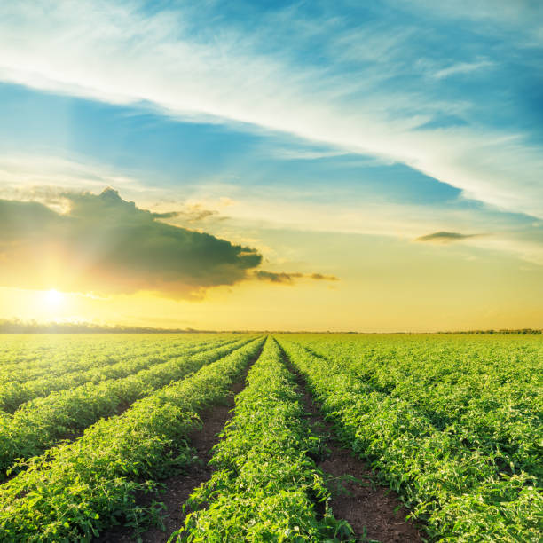 istock orange sunset over green field with tomatoes bushes 683647080