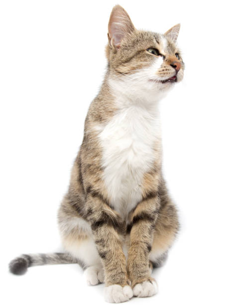istock Portrait of a cat on a white background 683647112