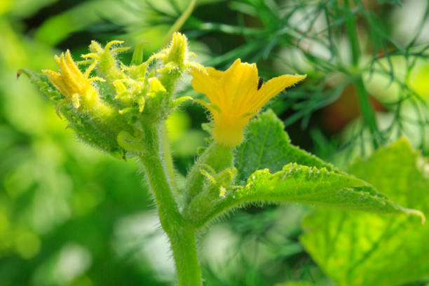 istock Growing cucumbers in the garden 683647120