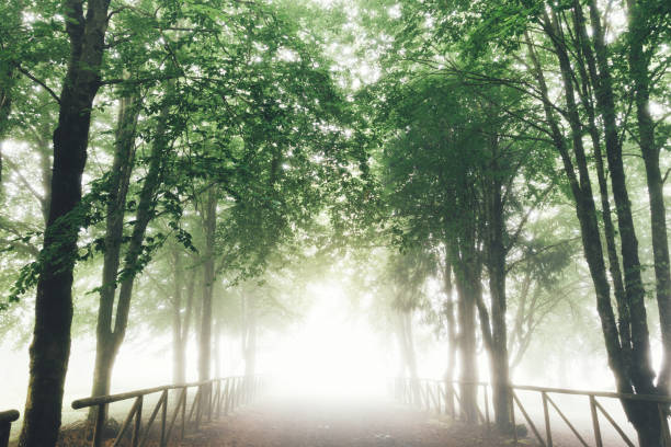 Foggy country road on Madeira Island.