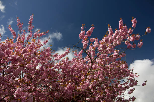 Blossom at Top of Cherry Tree stock photo