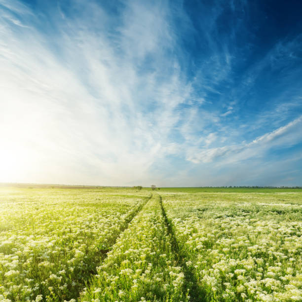 road in green meadow with flowers under blue sky in sunset
