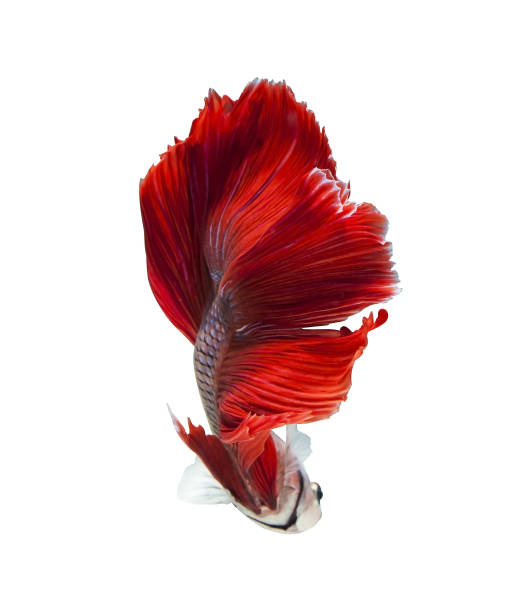 betta de la media luna lucha hermosos peces primer plano - siamese fighting fish crown tail freshwater space fotografías e imágenes de stock