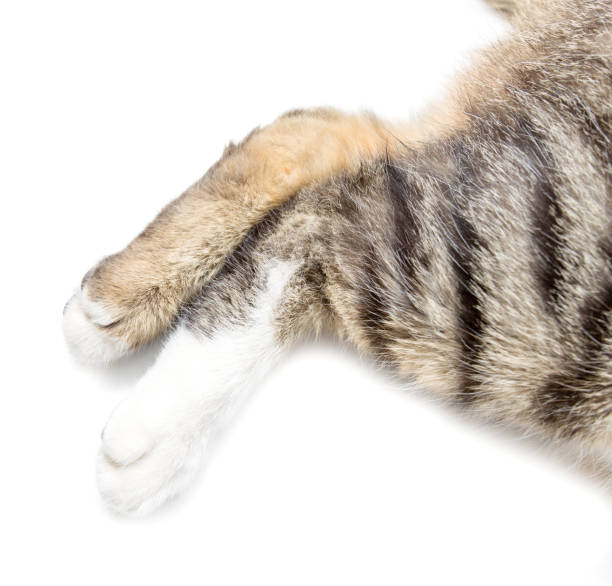 istock Paws of a cat on a white background 683652392