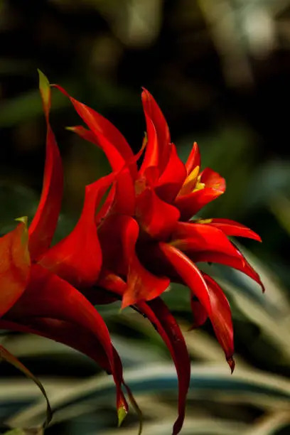 Photo of Biodiversity: Simple Red Bromeliad (Bromeliaceae) Detail