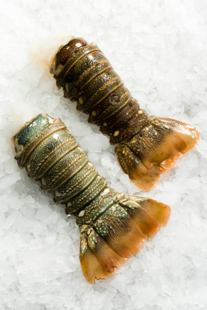 queue de homard crue fraîche sur la glace - prepared shellfish seafood lobster ice photos et images de collection
