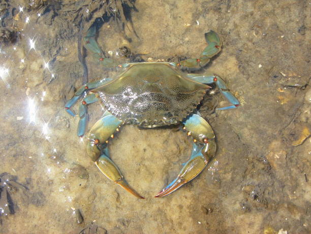 istock Vertical view of partly submerged Blue crab 683655700
