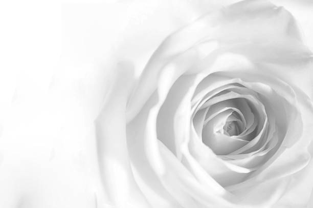 istock rose flowers close up on background. 683655818