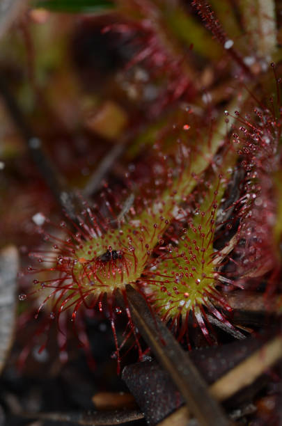 istock Sundew leaves with trapped mosquito on sticky droplets 683655924