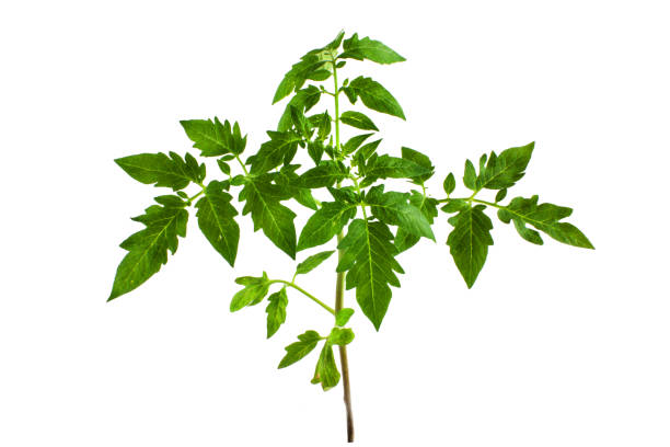 istock Tomato seedling plant isolated on white background 683656172