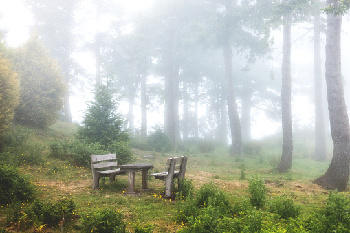 Foggy forest with picnic table and benches on Madeira Island.