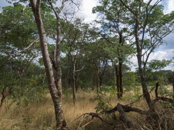istock Lush African bush in Zimbabwe Midlands 683657268