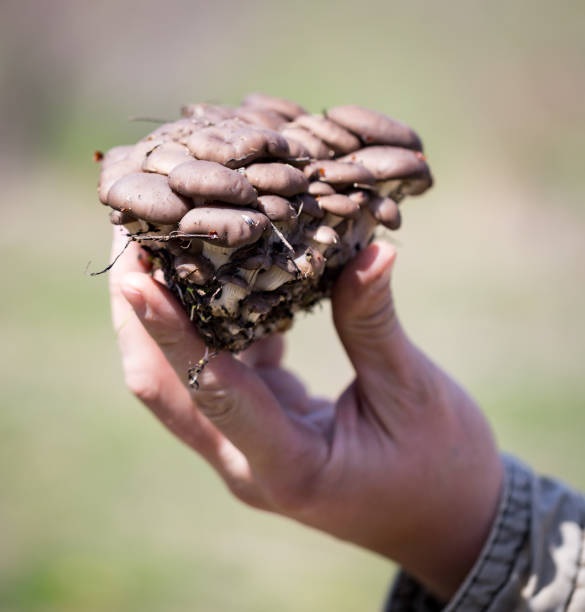 istock Fresh mushrooms oyster mushrooms in hand 683660658