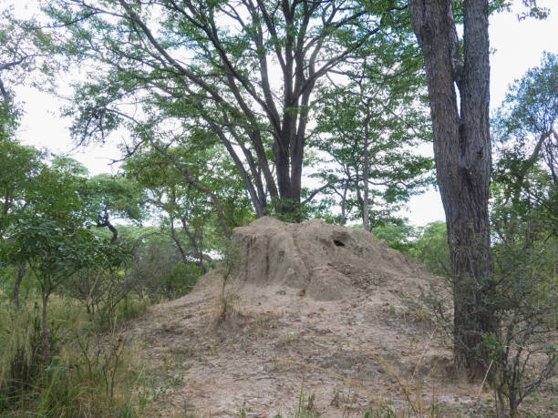 istock Anthill in lush Zimbabwean bush 683660982