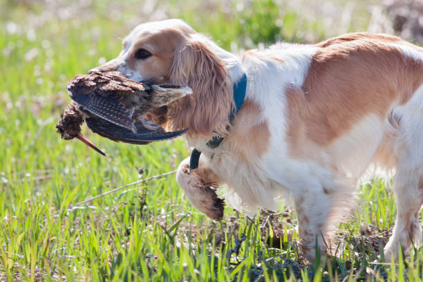 istock hunting dog holding a woodcock 683663452
