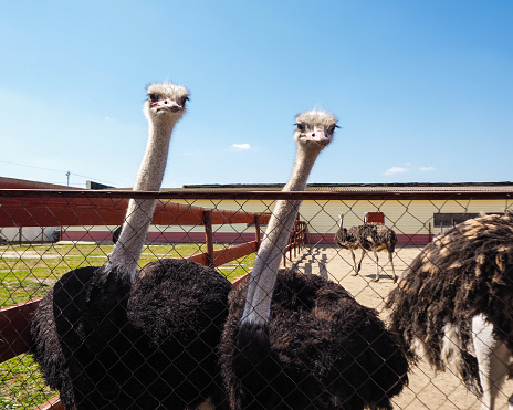 Ostrich bird head and neck front portrait in the paddock. Farm breeding farming of ostriches