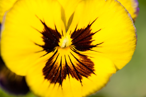 Macro of  yellow pansy in sunny day