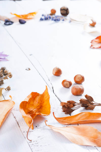 Autumn plants background autumn dried plants on white wooden meadow saffron stock pictures, royalty-free photos & images
