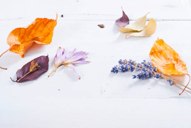 Autumn plants background autumn dried plants on white wooden meadow saffron stock pictures, royalty-free photos & images
