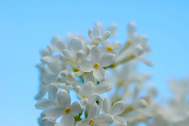 white lilac flowers with sky background