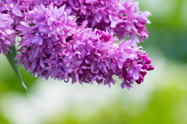 violet lilac flowers, spring background