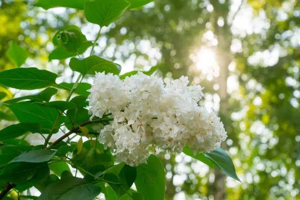 white lilac flowers, spring background with sun beam