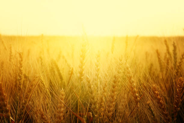 istock photo of wheat field at sunset 683671588
