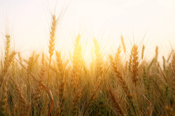 istock photo of wheat field at sunset 683671600