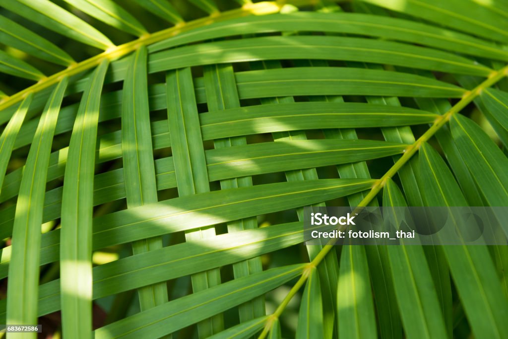 Palm leaves texture with shadow Palm leaves texture with shadow, Nature background. Abstract Stock Photo